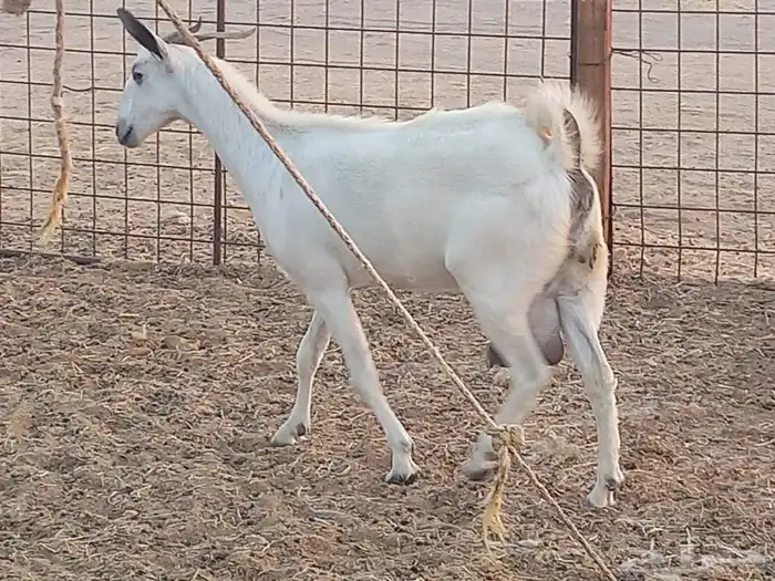 معزه بشيه العدد 3 1