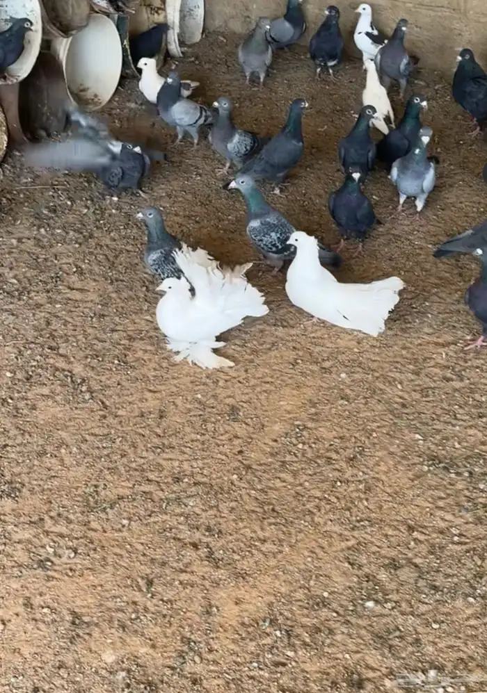 حمام رقاصي زوج 0