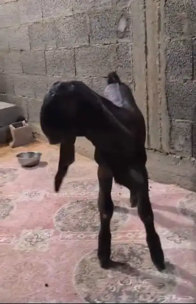 تيس قبرصي 0