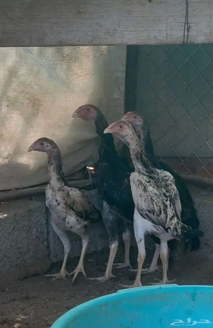 فروخ شامو ياباني فواخر 1