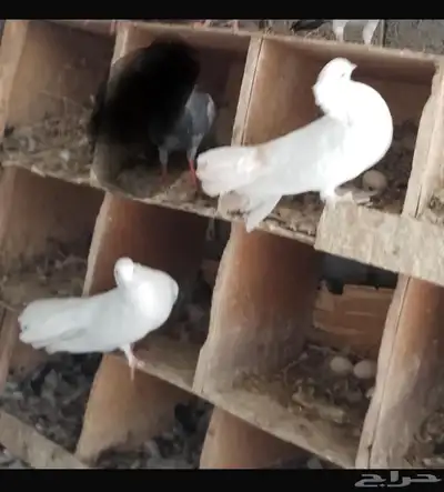 حمام مشكل تم البيع index