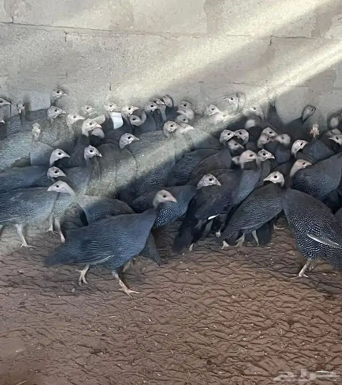 دجاج حبشي الحجل البلدي دجاج الوادي العمر اربع اشهر تقريبا .. 1