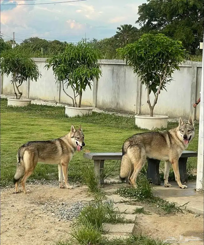 إعلان خاص  جراء الذئب التشيكوسلوفاكي جاهزة للاستيراد 1