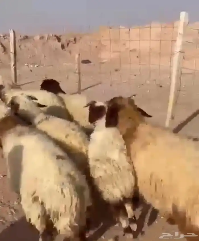 للبيع خرفان 0