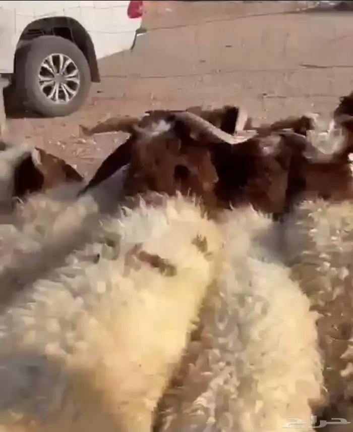 للبيع خرفان 1