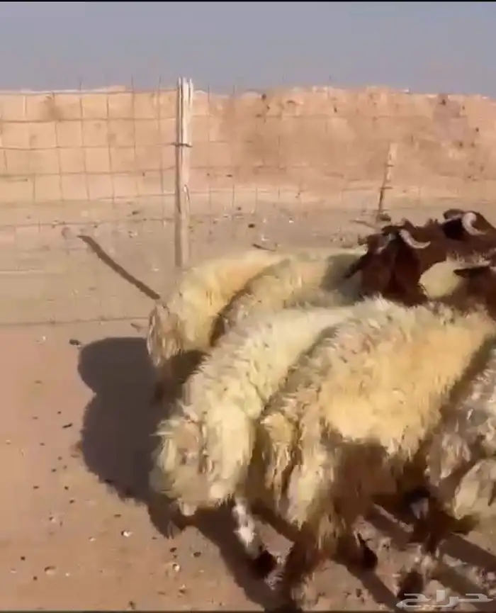 للبيع خرفان 3