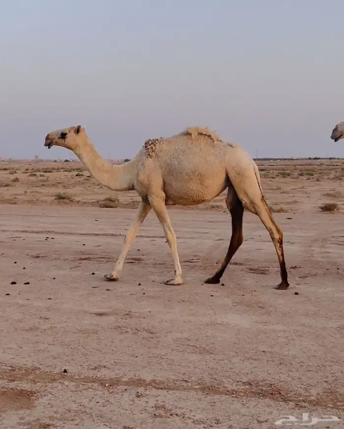 بكره للبيع 0