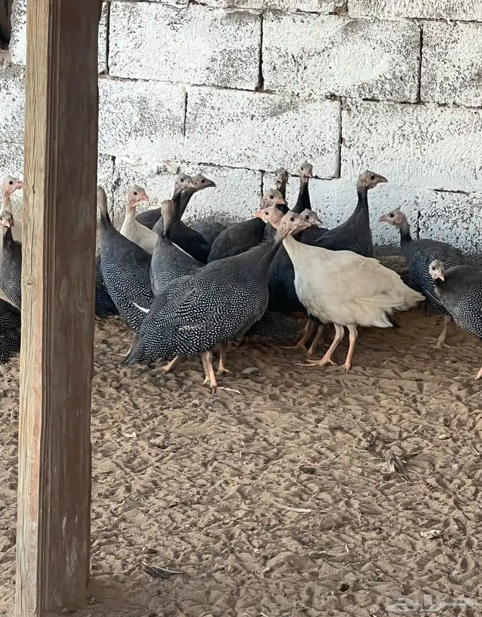 دجاج حبشي الحجل البلدي دجاج الوادي العمر اربع اشهر تقريبا .. 0