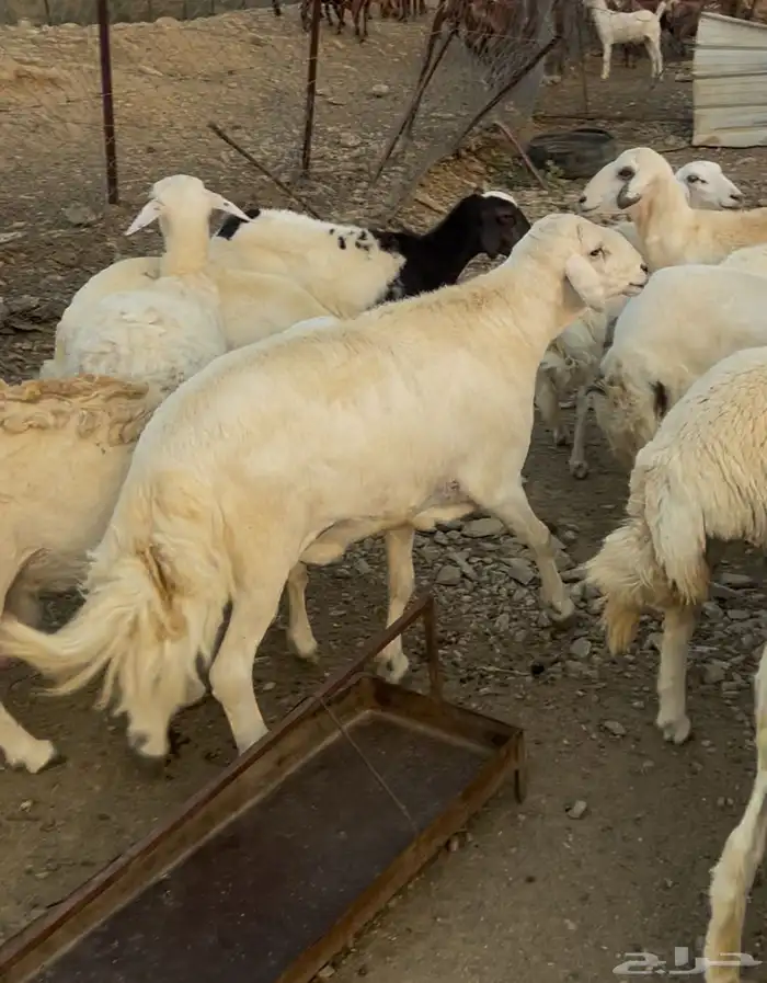 خروف لى البيع السن جامع   رقم الجوال 1