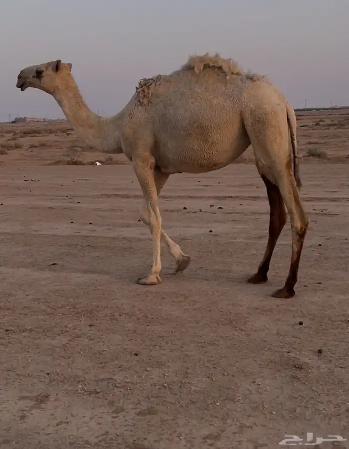 بكره للبيع 1