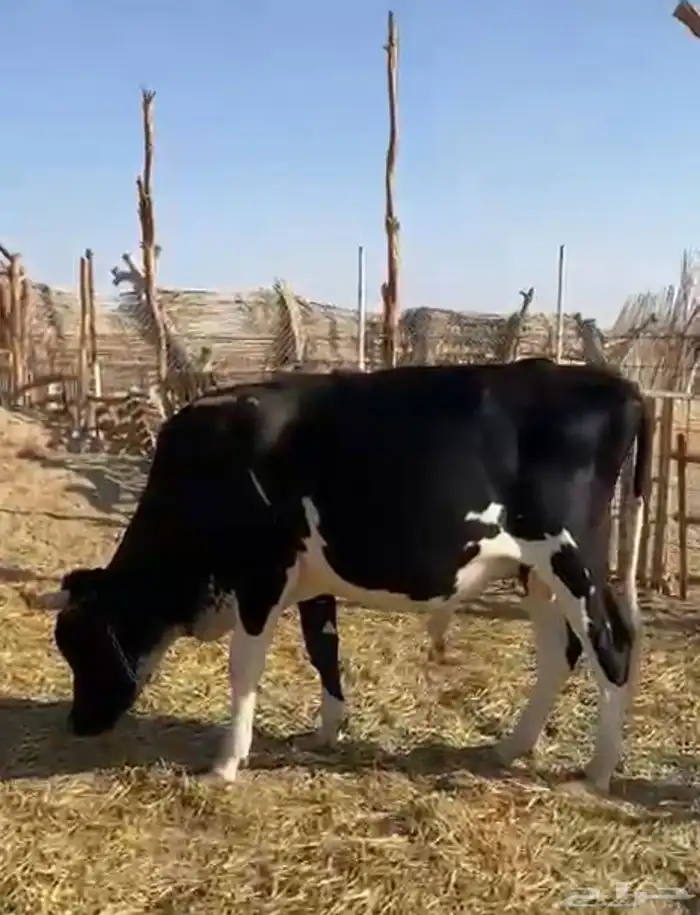 ثور للبيع 0