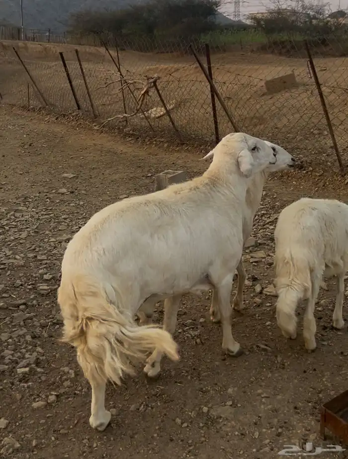 خروف لى البيع السن جامع   رقم الجوال 0