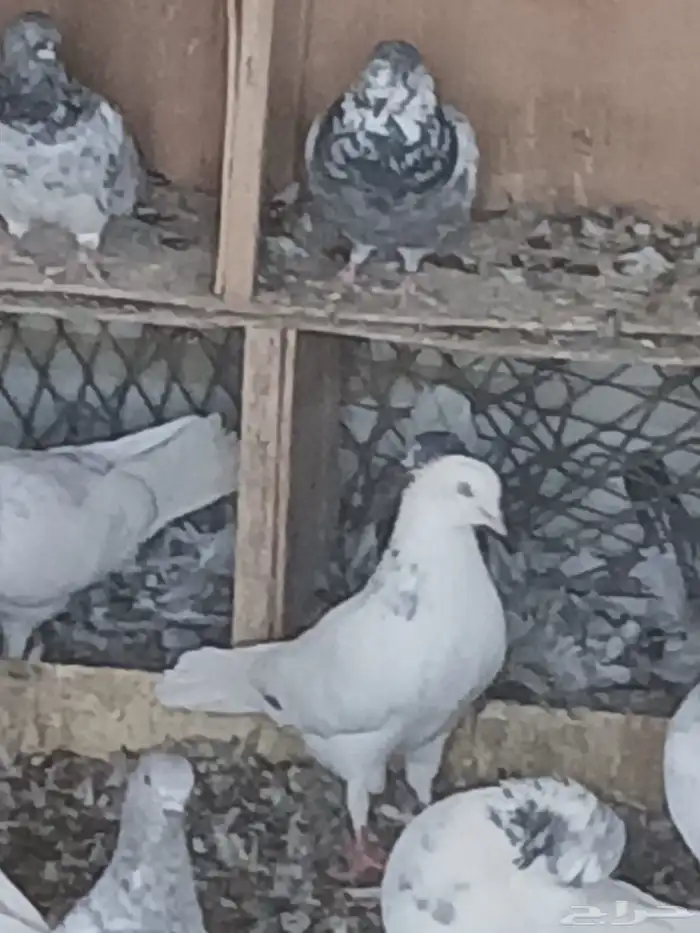 حمام قطيفي قلاب للبيع 4