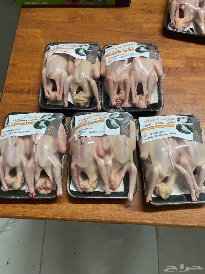 زغاليل حمام فرنسي 2