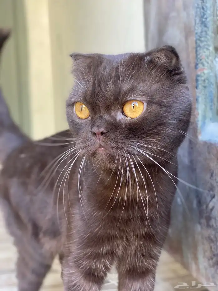 للبيع ذكر سكوتش شوكلت 1