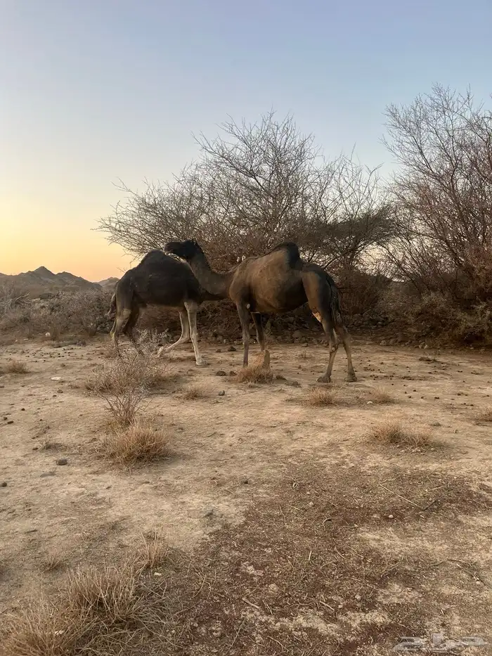 نياق طيبات 6