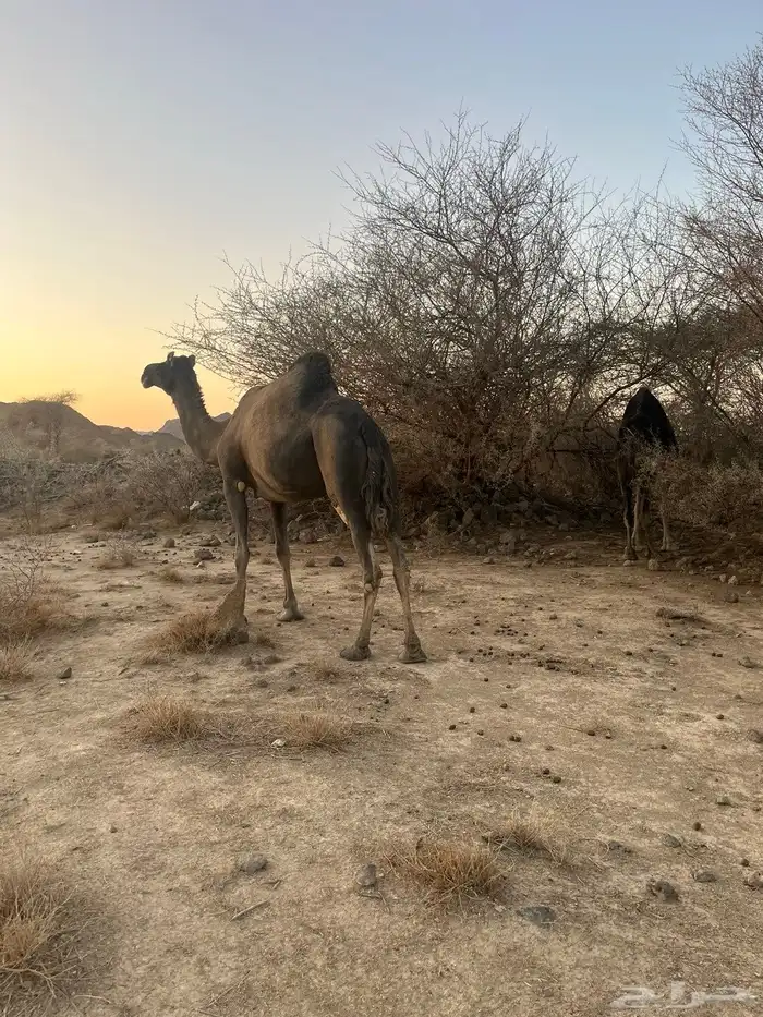 نياق طيبات 5
