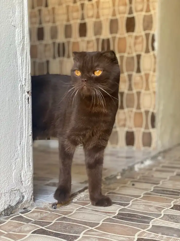 للبيع ذكر سكوتش شوكلت 0