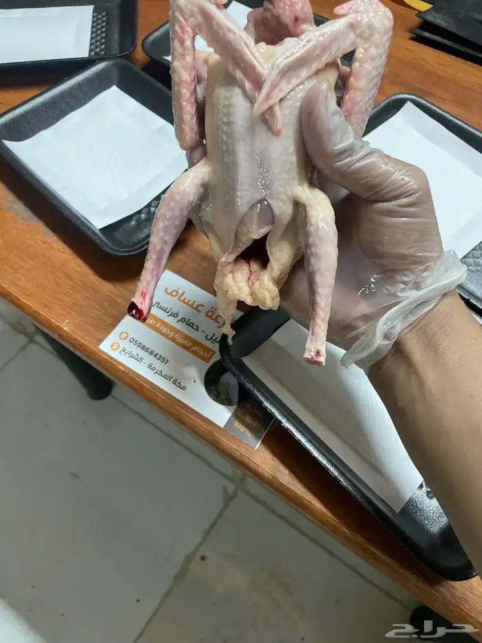 زغاليل حمام فرنسي 1