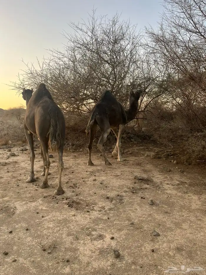نياق طيبات 1