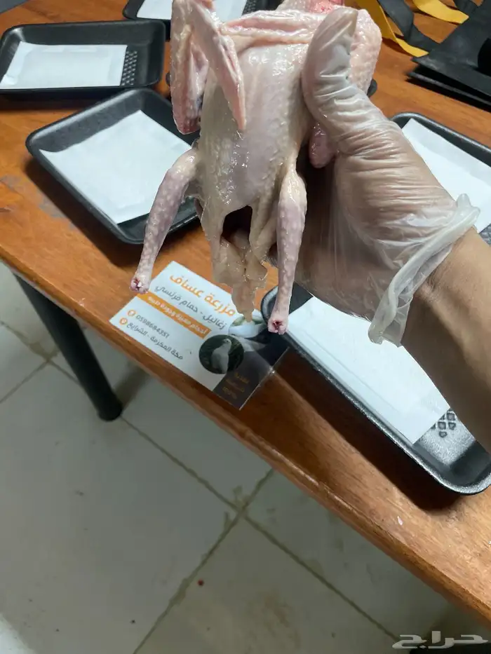 زغاليل حمام فرنسي 0