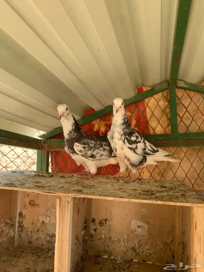 جوزين قلابي نمش 5