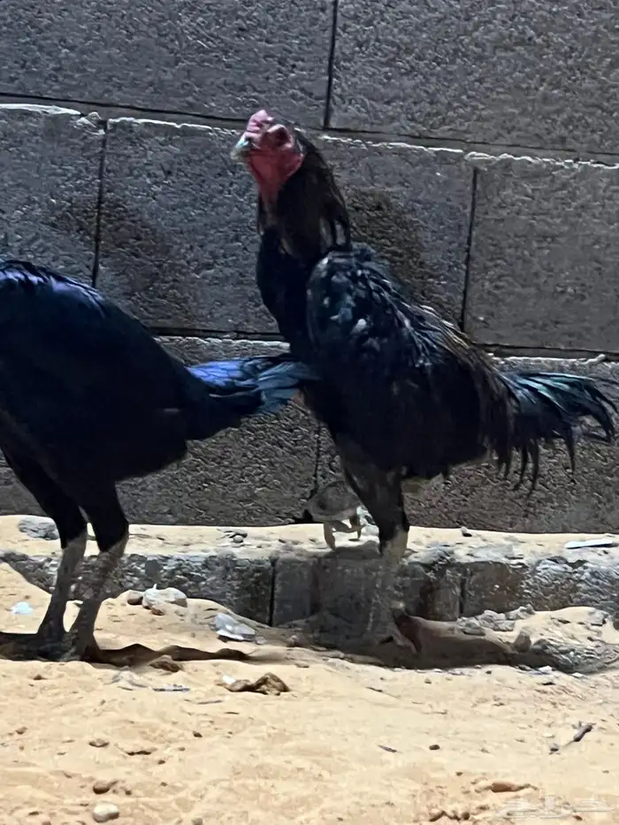 طقم باكستاني 2
