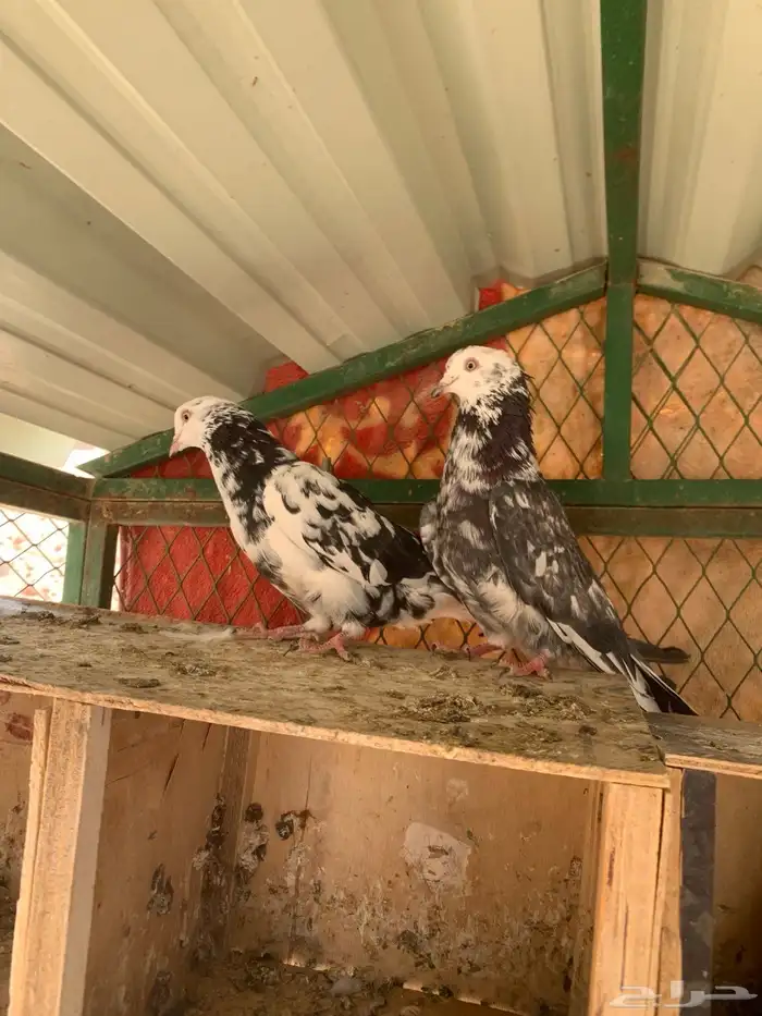 جوزين قلابي نمش 4