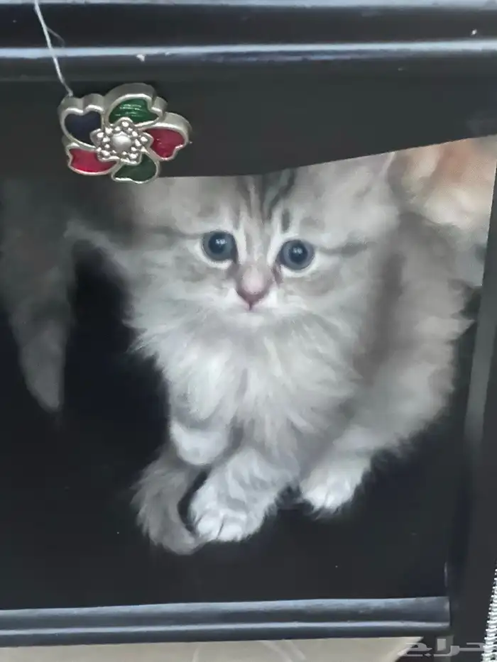 بساس للبيع 1