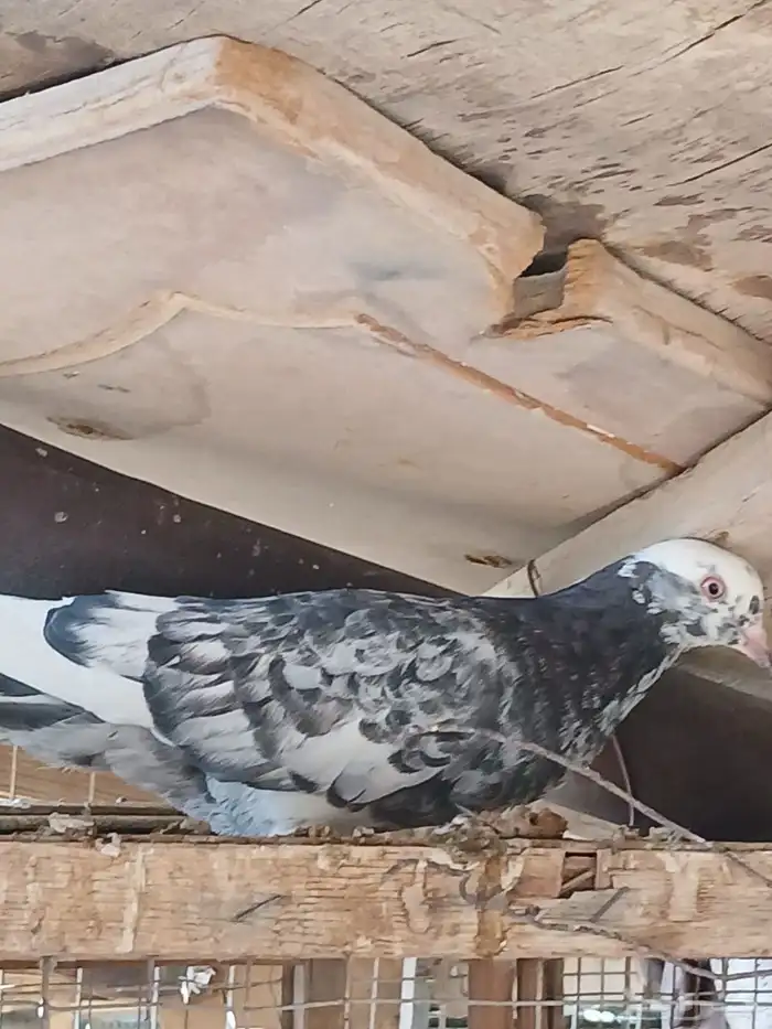 حمام قطيفي قلاب للبيع 2