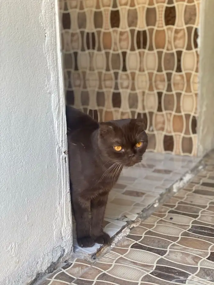 للبيع ذكر سكوتش شوكلت 2