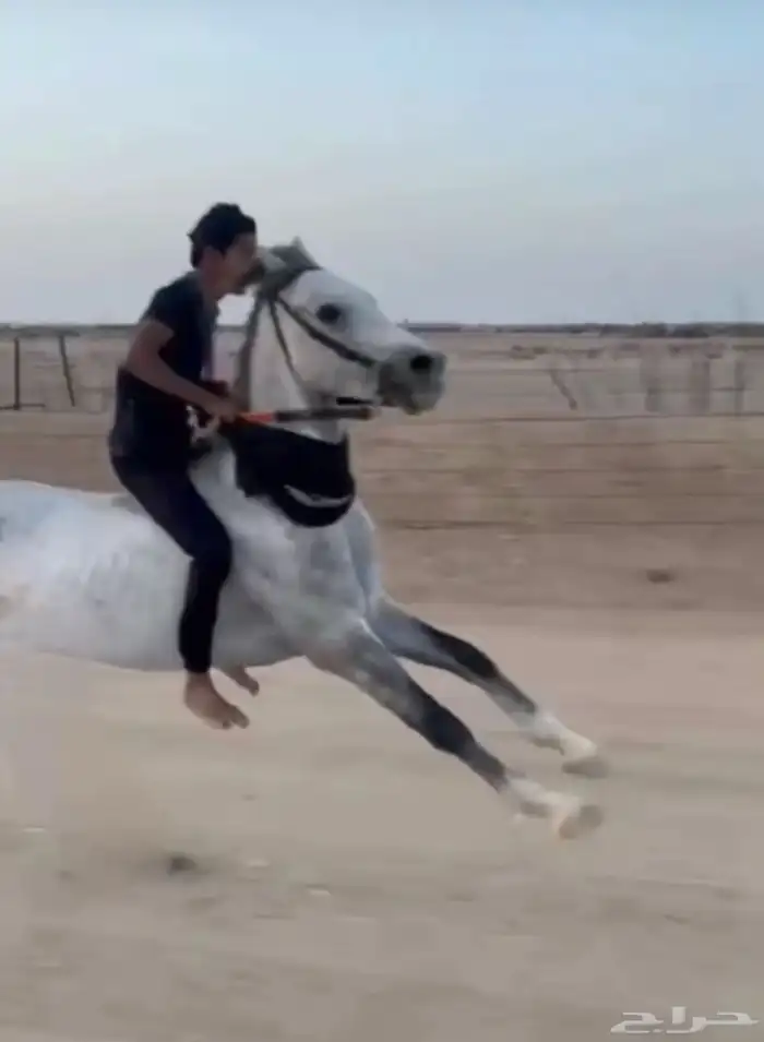 حصان شعبي 5