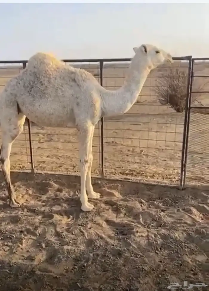 بكره طيبه 0