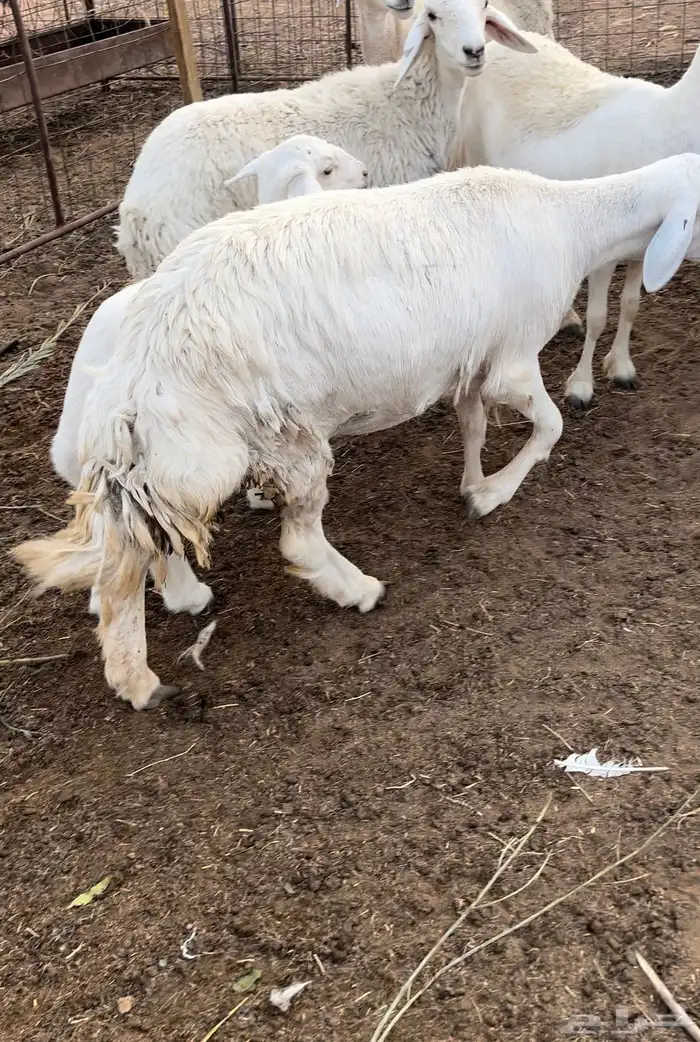 جذعه 1