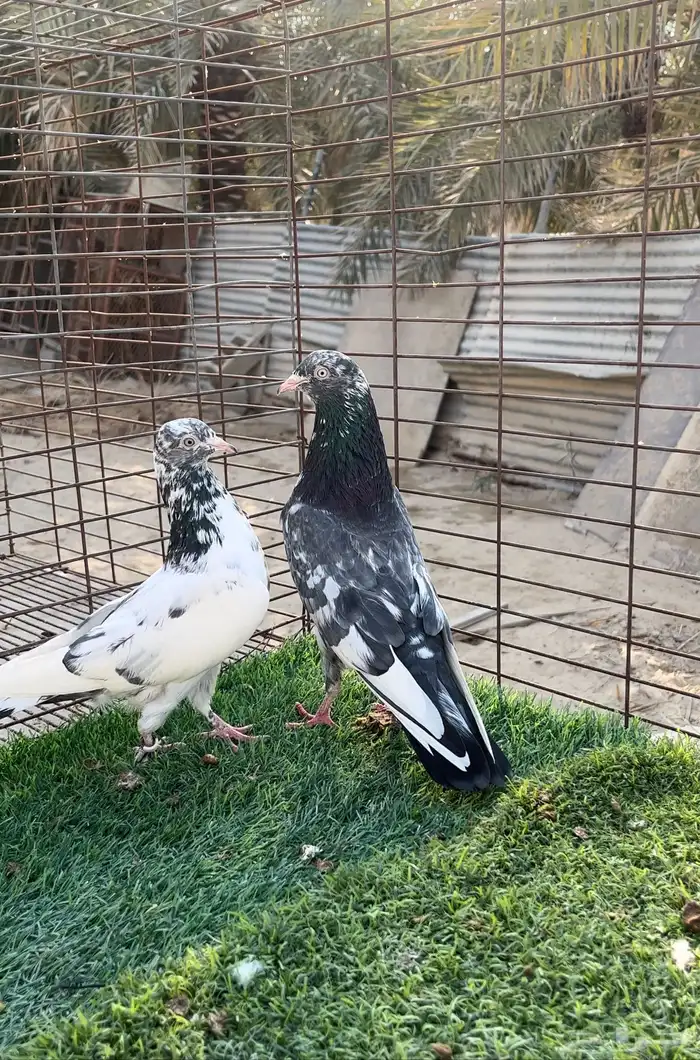 حمام بكستاني. 0