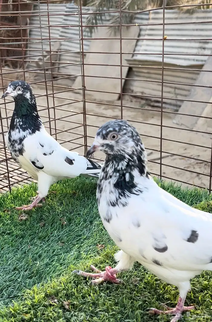 حمام بكستاني. 1