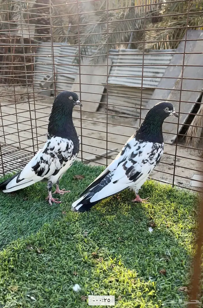 حمام بكستاني. 3