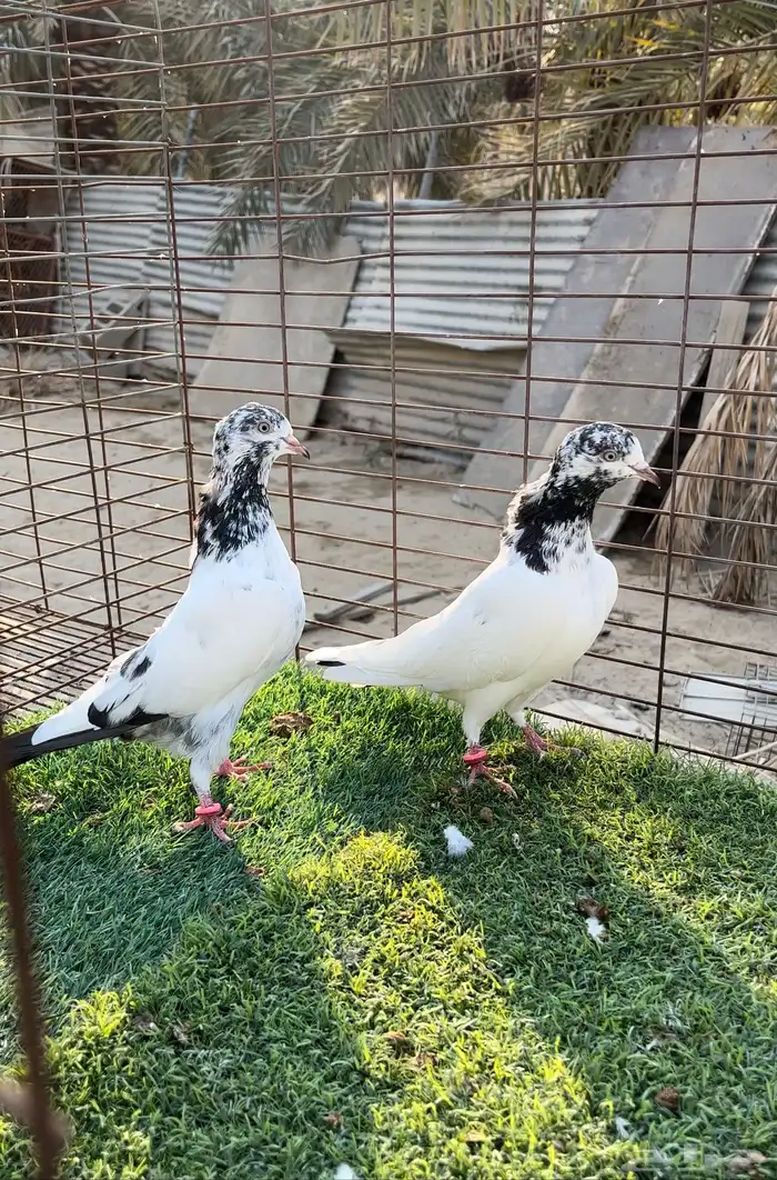 حمام بكستاني. 5