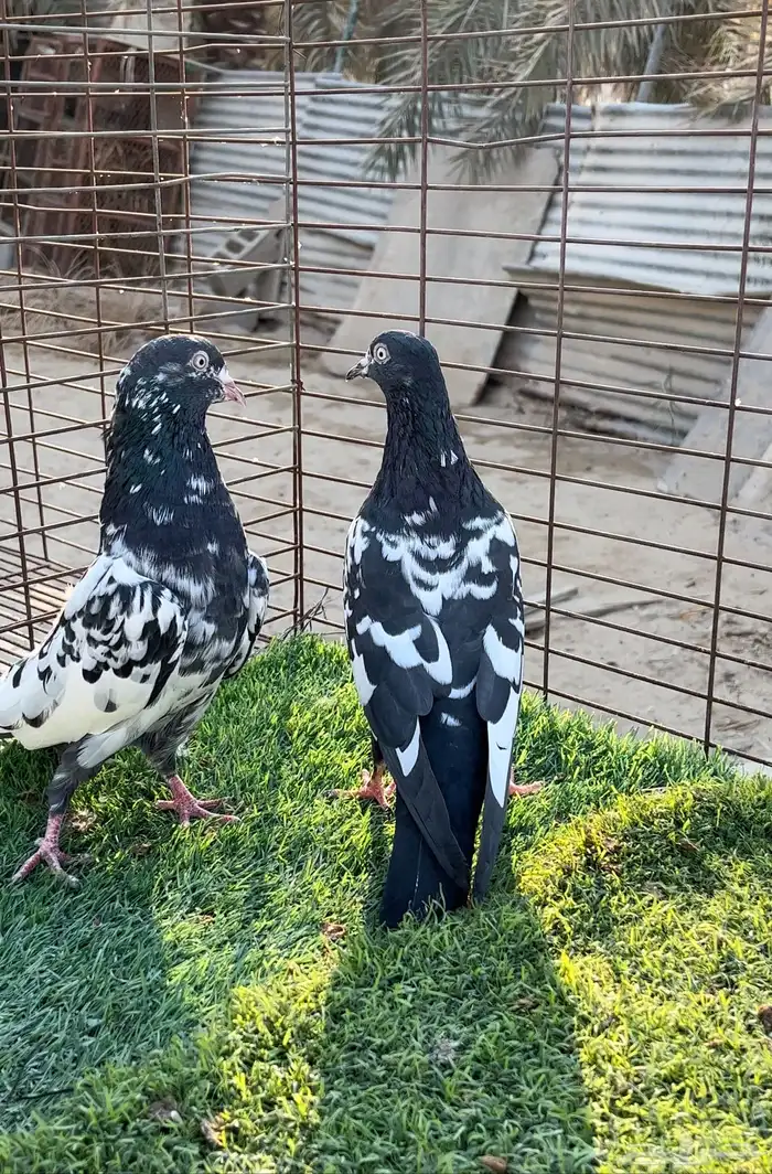 حمام بكستاني. 4