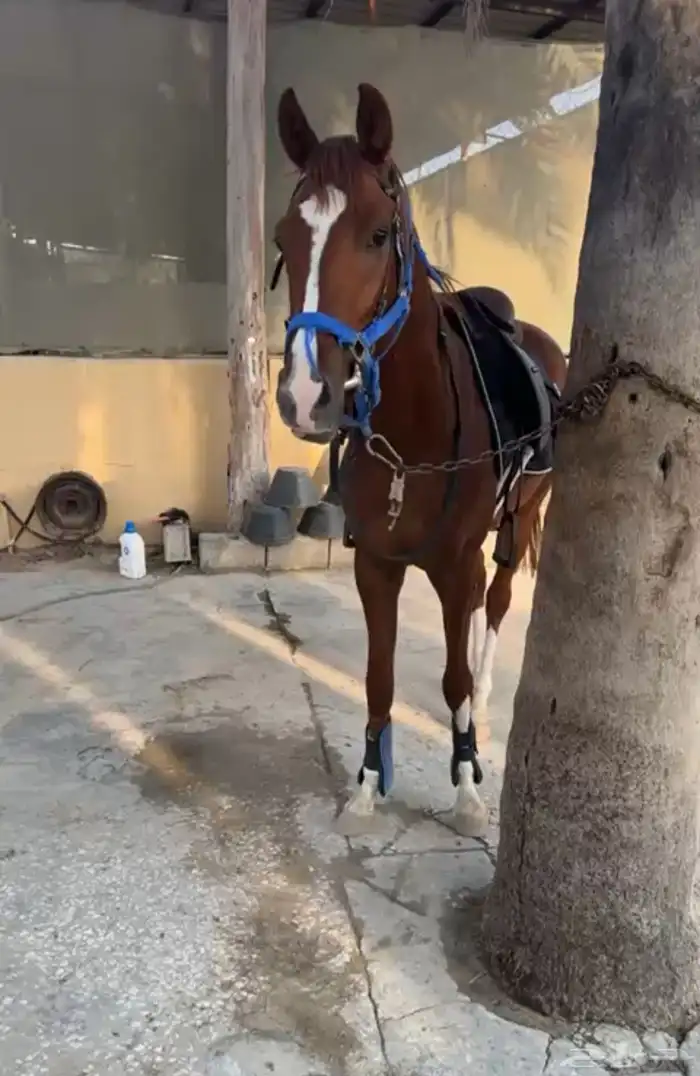 حصان للبيع 0