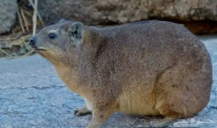 مطلوب الليف 0