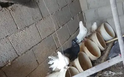 حمام مشكل تم البيع index