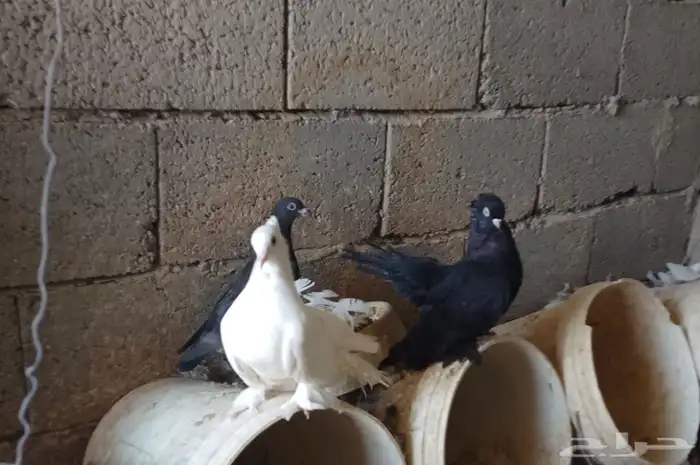 حمام مشكل تم البيع 4