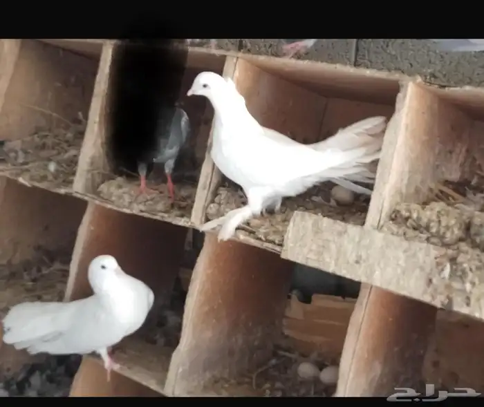 حمام مشكل تم البيع 3