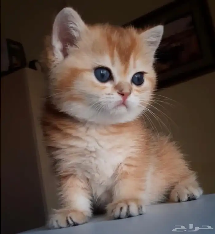 ذكر فحل مسجل سكوتش ny12 8