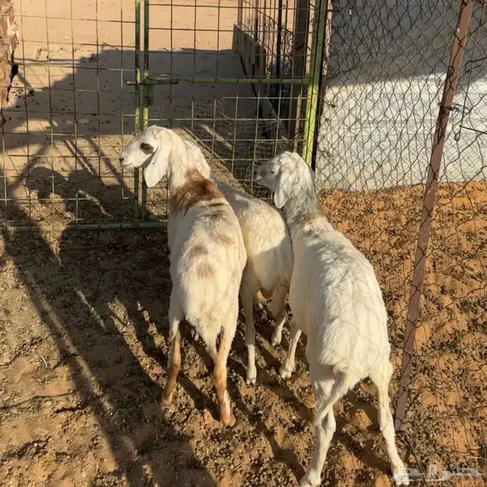 خرفان حري هجين ( تم البيع ) 0