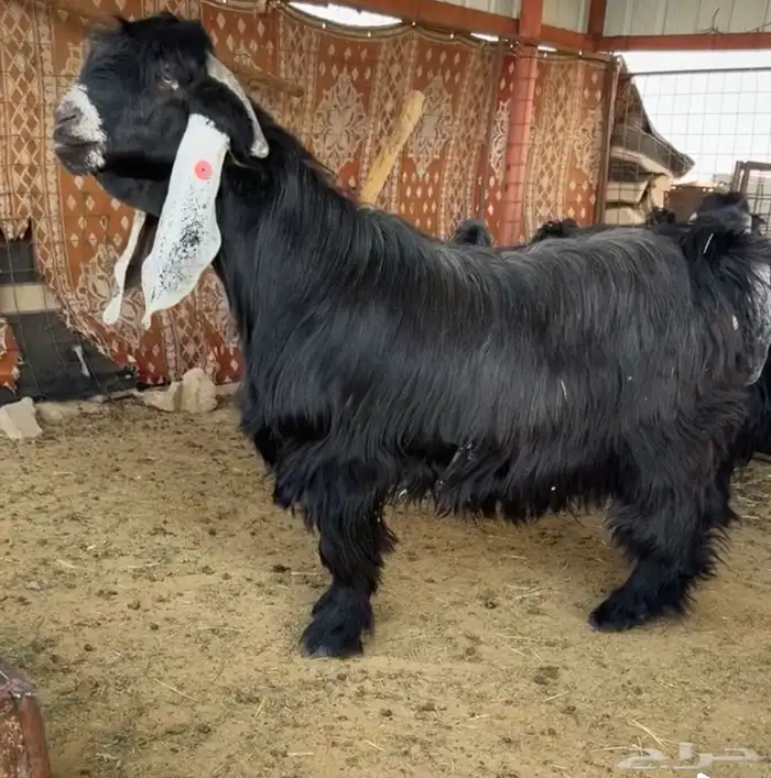 للبيع فحل عارضي راس صعب 0