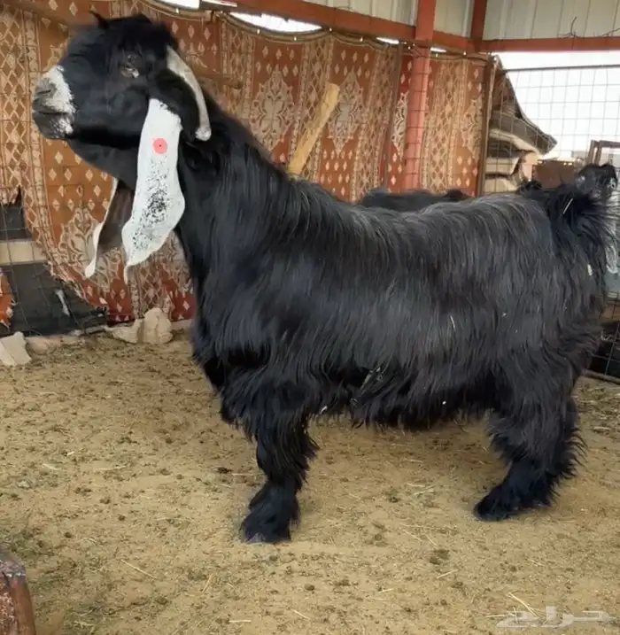 للبيع فحل عارضي راس صعب 1