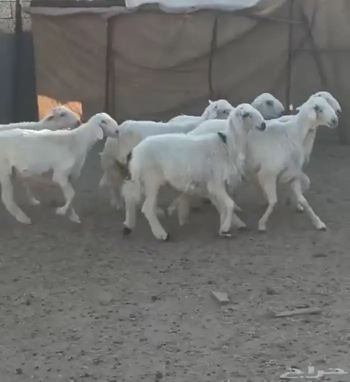 خرفان صفر 0