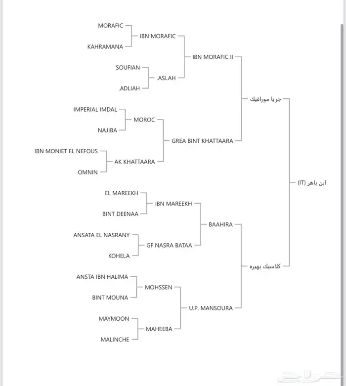 فحل (واهو) مصري بيور - القريات 3
